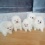 Pommeren Puppies Beschikbaar Voor nieuwe huizen