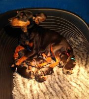Dwergpinscher pups met stamboom beschikbaar