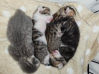 Kittens 4d oud zoeken huisje tegen